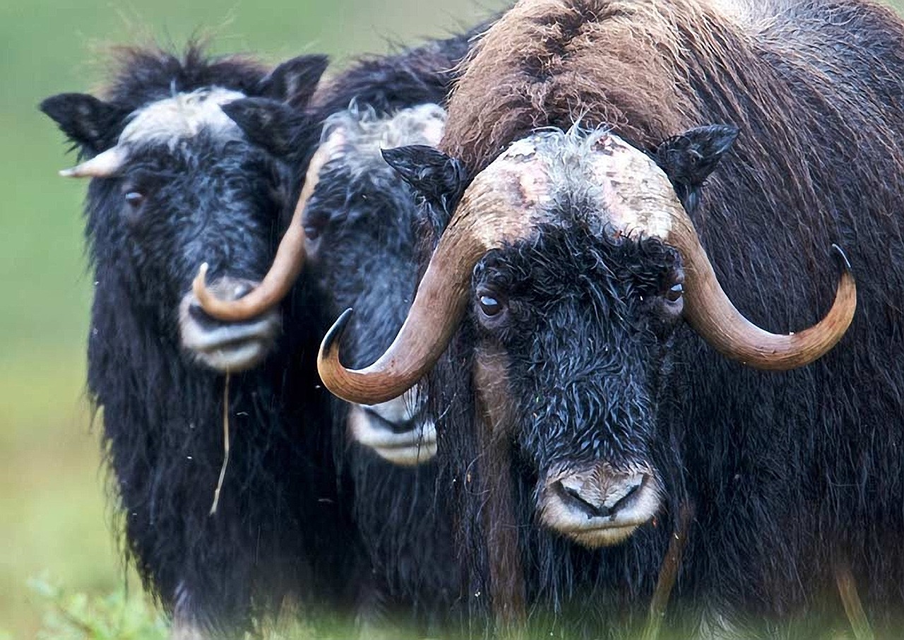 Moose grazing in the wild